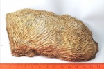 Коралл Siphonodendron.