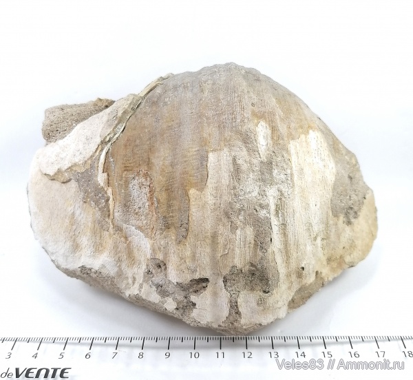 карбон, палеозой, Gigantoproductus, нижний карбон