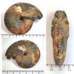 Funiferites patruus.