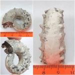 Первый Euaspidoceras.