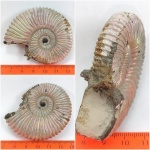 Яркий Peltoceras.