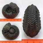 Крупненький Goliathiceras.