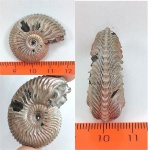 Cardioceras.