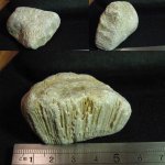 Chaetetes radians