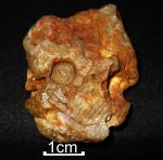 отпечатки члеников лилии Synerocrinus incurvus
