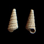Procerithium(Cosmocerithium) kunceviense Gerasimov 1992