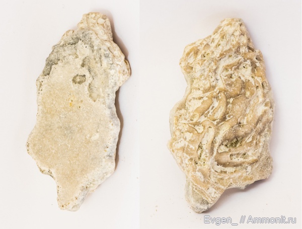 Inoceramus, Neovermilia, Берег Плезиозавров, Берег Плезиозавра