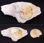 Hoploscaphites sp.