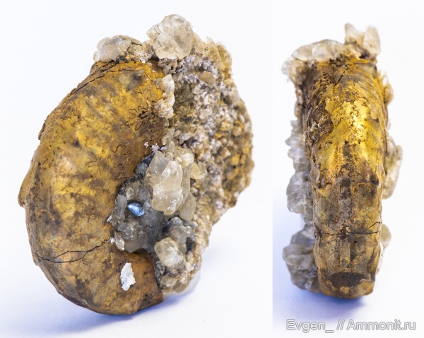 аммониты, Euaspidoceras, Дубки, Ammonites, Aspidoceratidae, Aspidoceratina