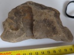Turritella?