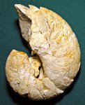 Наутилус Cymatoceras ludevigi