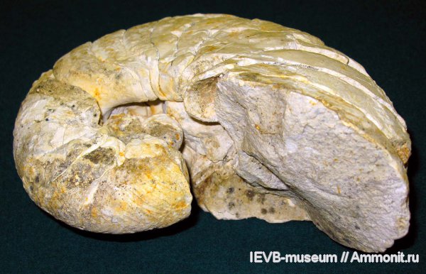 мел, маастрихт, Cymatoceras, Cymatoceras ludevigi, Maastrichtian, Cretaceous