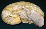 Наутилус Cymatoceras ludevigi (диагональная позиция)
