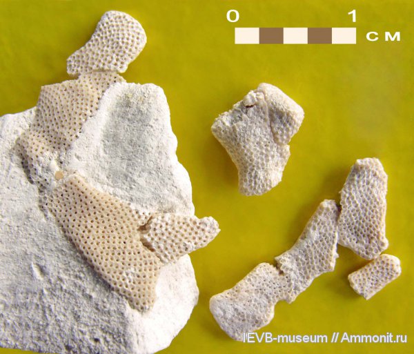 мел, мшанки, маастрихт, Maastrichtian, Cretaceous, Rhagasostoma