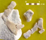 Мшанка Rhagasostoma sp.