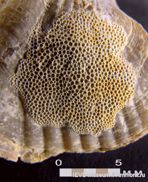 пермь, мшанки, казанский, Epizoans, Permian, Dyscritella