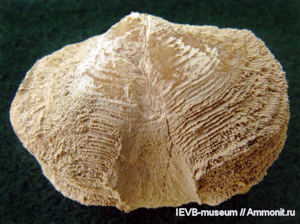 пермь, Athyridida, Bajtugania, казанский, Bajtugania netschaevi, Permian