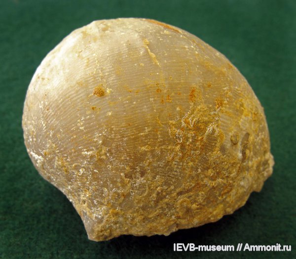 пермь, Productida, казанский, Globiella, Globiella hemisphaerium, Permian