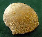 Брахиопода Globiella hemisphaerium (брюшная створка)