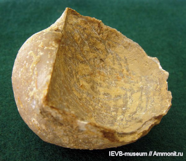 пермь, Productida, казанский, Globiella, Globiella hemisphaerium, Permian