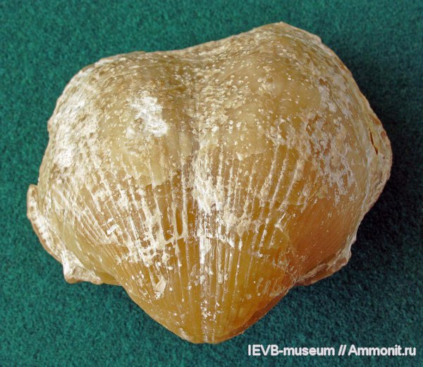 Choristites, Spiriferida, Trautscholdia jigulensis, касимовский ярус, Trautscholdia, Alphachoristites jigulensis, Alphachoristites, Larispirifer jigulensis, Larispirifer
