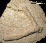 Мшанка Rhombotrypella sp.