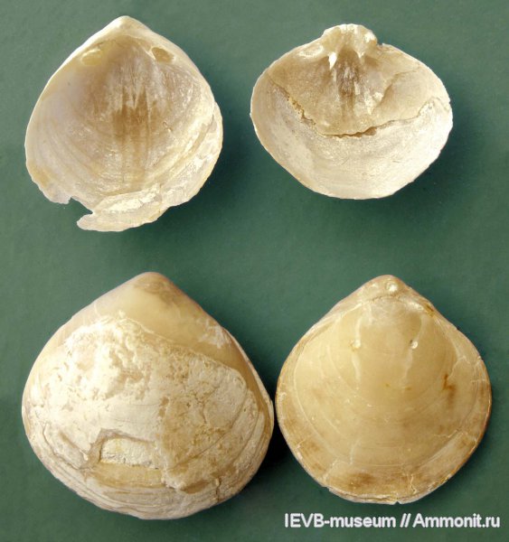 мел, маастрихт, Terebratulida, Carneithyris, Carneithyris carnea, Maastrichtian, Cretaceous