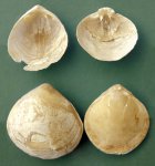 Брахиопода Carneithyris carnea