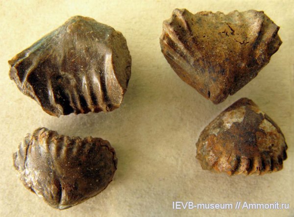 юра, келловей, Ivanoviella, Rhynchonellida, Ivanoviella personata, Callovian, Jurassic, Middle Jurassic
