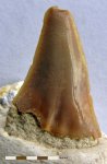 Зуб акулы Cretoxyrhina denticulata (?)