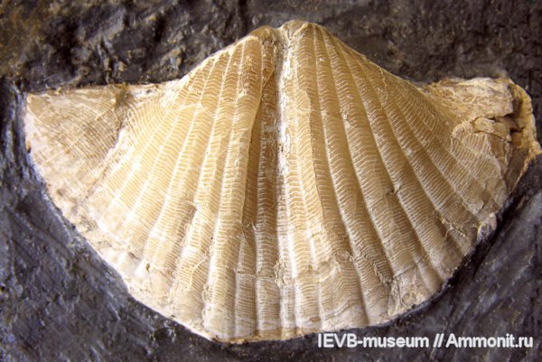 карбон, Brachythyrina, Spiriferida, касимовский ярус, Brachythyrina regularis