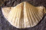 Брахиопода Brachythyrina regularis