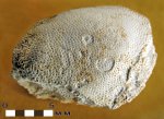 Зуб кохлиодонтиформа Deltodus sp.