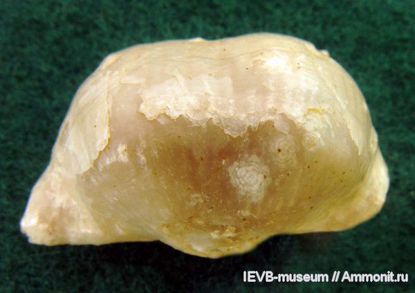 гжельский ярус, Kozlowskia, Productida, Kozlowskia borealis