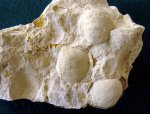 Брахиопода Cancrinella cancrini