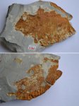 Двустворка Inoceramus patootensis