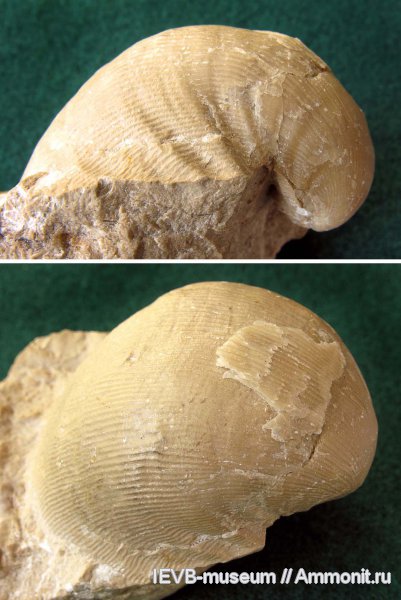 Linoproductus, Productida, Linoproductus pseudoprattenianus, касимовский ярус