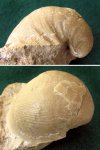 Брахиопода Linoproductus pseudoprattenianus