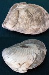 Двустворка Buchia crassa