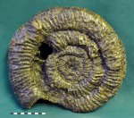 Аммонит Speetoniceras versicolor