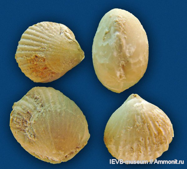 турон, Terebratulida, Orbirhynchia, orbirhynchia orbignyi, Turonian