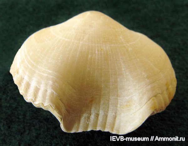 маастрихт, Rhynchonellida, Cretirhynchia, cretirhynchia retracta, Maastrichtian