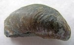 Двустворка Buchia fischeriana