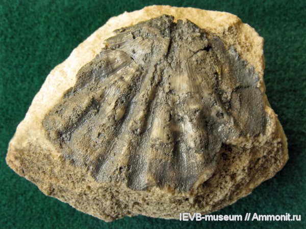 гжельский ярус, Meekella, Meekella eximia, Orthotetida