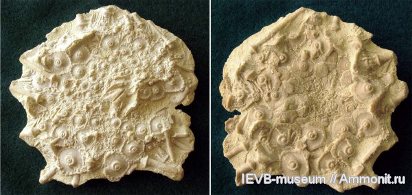 иглокожие, гжельский ярус, Archaeocidaris