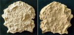 Морской ёж Archaeocidaris sp. Давленый панцирь. Карбон, гжельский ярус.