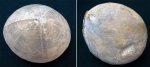 Морской ёж Echinocorys ovatus.
