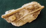Морской ёж Archaeocidaris sp. Иглы и табличка. Карбон, гжельский ярус.