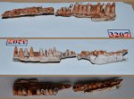 Зубной ряд лабиринтодонта ?Benthosuchus sp.