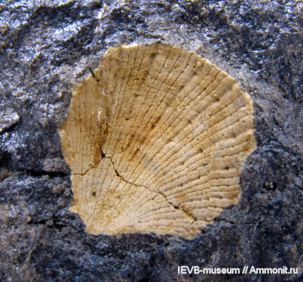 двустворчатые моллюски, Поволжье, pseudomonotis, казанский, Pseudomonotis kazanensis